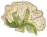 Blumenkohl