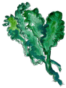 Grünkohl/Palmkohl