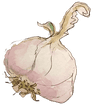 Knoblauch
