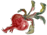 Rote Bete