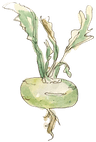 Kohlrabi