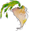 Petersilienwurzel