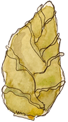 Spitzkohl