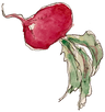 Radieschen