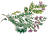 Kräuter