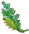 Rucola