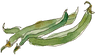 Buschbohnen