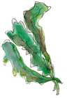 Asiasalate